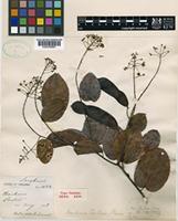 Type of Bauhinia curtisii Prain ex King [family LEGUMINOSAE-CAESALPINIOIDEAE]
