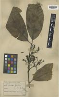 Aidiopsis forbesii (King & Gamble) Tirveng. [family RUBIACEAE]