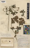 Rhododendron asperulum Hutch. & Kingdon-Ward [family ERICACEAE]
