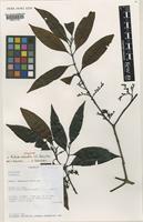 Holotype of Aidia abeidii S.E.Dawson & Gereau [family RUBIACEAE]