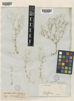 Galium setaceum Lam. [family RUBIACEAE]