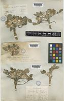 Centaurea aegialophila Wagenitz [family COMPOSITAE]