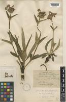 Acanthocalyx delavayi (Franch.) M.J.Cannon [family MORINACEAE]