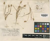 Type of Plantago notata Lag. [family PLANTAGINACEAE]