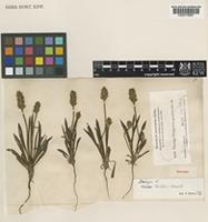 Isotype of Plantago helleri Small [family PLANTAGINACEAE]