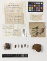 Holotype of Pandanus kurzii Merr. [family PANDANACEAE]