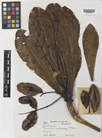 Type of Terminalia archipelagi Coode [family COMBRETACEAE]