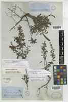 Isosyntype of Calliandra conferta Bentham [family LEGUMINOSAE-MIMOSOIDEAE]