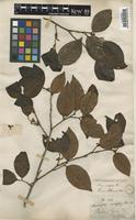 Diospyros chaetocarpa Kosterm. [family EBENACEAE]