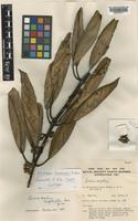 Isotype of Actinodaphne kinabaluensis Kosterm. [family LAURACEAE]