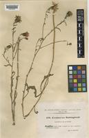 Centaurea debeauxii Godr. & Gren. subsp. nemoralis (Jord.) Dostál [family COMPOSITAE]