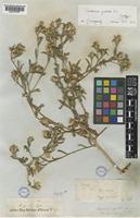 Isotype of Centaurea patula Boiss. [family COMPOSITAE]