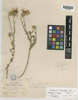Isotype of Centaurea huetii Boiss. [family COMPOSITAE]