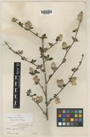 Isotype of Barleria crassa C.B.Clarke subsp. mbalensis I.Darbysh. [family ACANTHACEAE]