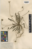 Leontodon taraxacoides (Vill.) Mérat subsp. taraxacoides (Vill.) Mérat [family COMPOSITAE]