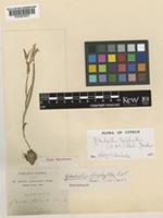 Type of Gladiolus triphyllus (Sibth. & Sm.) Ker Gawl. [family IRIDACEAE]