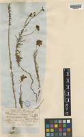 Linaria peloponnesiaca Boiss. & Heldr. [family PLANTAGINACEAE]