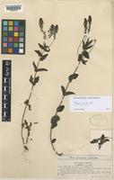 Veronica austriaca L. subsp. teucrium (L.) D.A.Webb [family PLANTAGINACEAE]