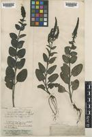 Veronica spicata L. subsp. barrelieri (Schult.) Elenevsky [family PLANTAGINACEAE]