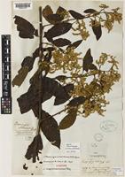Syntype of Lagrezia altissima Moq. [family AMARANTHACEAE]