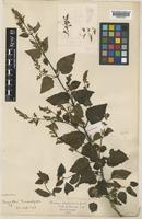 Type of Teucrium plectranthoides Gamble [family LAMIACEAE]