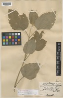 Isoneotype of Pogostemon cablin (Blanco) Benth. [family LAMIACEAE]