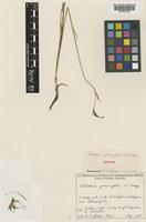 Isotype of Caladenia graminifolia A.S.George [family ORCHIDACEAE]