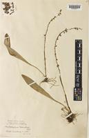 Bulbophyllum korinchense Ridl. [family ORCHIDACEAE]