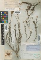 Eriogonum fasciculatum Benth. var. polifolium (Benth.) Torr. & A.Gray [family POLYGONACEAE]
