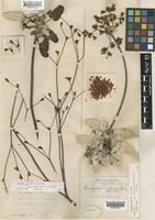 Syntype of Eriogonum grande Greene var. rubescens (Greene) Munz [family POLYGONACEAE]