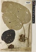 Argyreia wallichii Choisy var. coricea C.B.Clarke [family CONVOLVULACEAE]