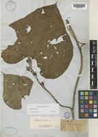 Ipomoea alba L. [family CONVOLVULACEAE]