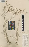 Rumex acetoselloides Bal. [family POLYGONACEAE]