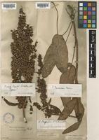Rumex regeli F.Schmidt [family POLYGONACEAE]