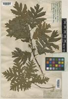 Quercus pyrenaica Willd. [family FAGACEAE]