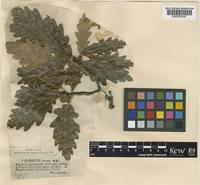 Quercus petraea (Matt.) Liebl. [family FAGACEAE]