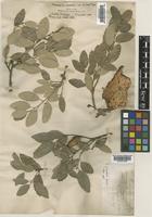Quercus suber L. [family FAGACEAE]