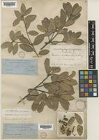 Quercus phillyreoides A.Gray [family FAGACEAE]