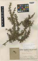 Holotype of Leptospermum rupicola Joy Thomps. [family MYRTACEAE]
