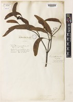 Muellerina eucalyptoides (DC.) Barlow [family LORANTHACEAE]