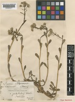 Senecio leucanthemifolius Poir. [family COMPOSITAE]