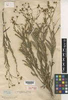 Type of Senecio dalzellii C.B.Clarke [family COMPOSITAE]