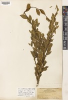 Ulmus berardii Simon-Louis [family ULMACEAE]