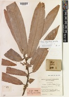 Holotype of Knema bengalensis W.J.de Wilde [family MYRISTICACEAE]