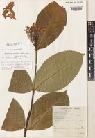 Paratype of Holarrhena antidysenterica (Roth) Wall. ex A.DC. var. macrantha Kerr [family APOCYNACEAE]