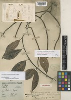 Syntype of Micrechites furcatus Ridl. [family APOCYNACEAE]