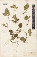 Holotype of Sonerila pulchella Stapf [family MELASTOMATACEAE]