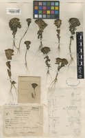 Holotype of Gentiana arenicola Kerr [family GENTIANACEAE]