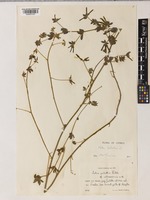 Lotus lamprocarpus Boiss. [family LEGUMINOSAE-PAPILIONOIDEAE]