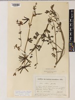 Isotype of Lotus albus Janka [family LEGUMINOSAE-PAPILIONOIDEAE]